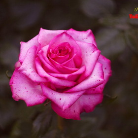 Розовая Роза