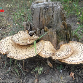 Древесный гриб Полипорус