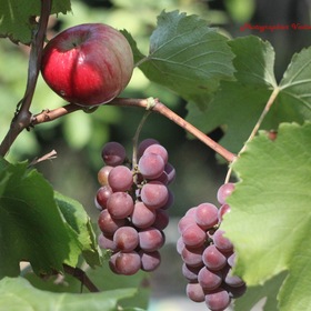 Яблоко в винограде