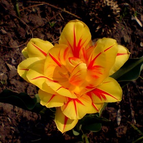 Голландский тюльпан Нисс